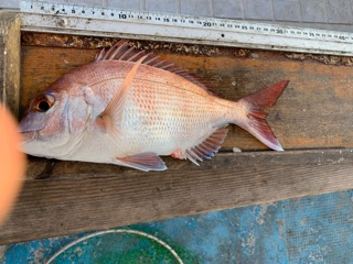 幸吉丸 釣果