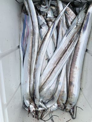 さんさん丸 釣果