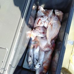 リトルワン 釣果