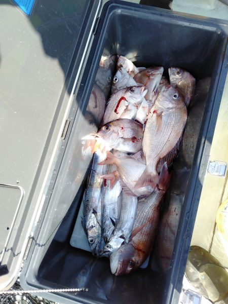 リトルワン 釣果