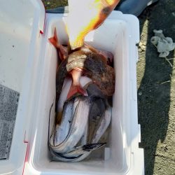 リトルワン 釣果