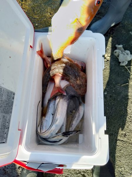 リトルワン 釣果