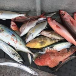 たいし丸 釣果