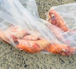 シーモンキー 釣果