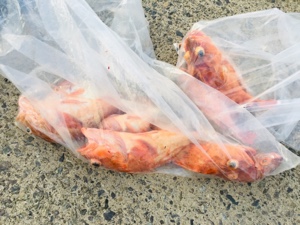 シーモンキー 釣果