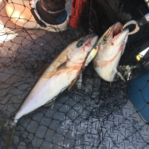 シーモンキー 釣果