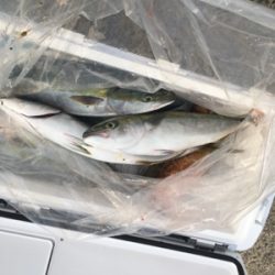 シーモンキー 釣果