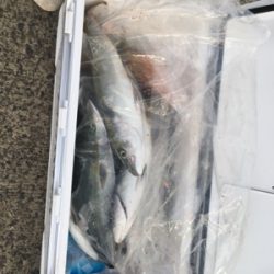 シーモンキー 釣果