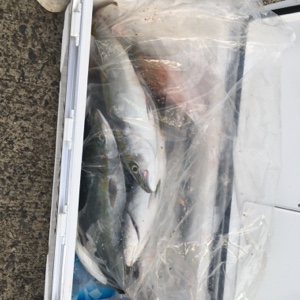 シーモンキー 釣果