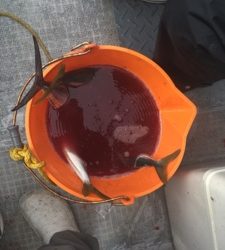 シーモンキー 釣果