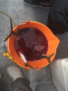 シーモンキー 釣果