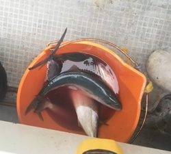 シーモンキー 釣果