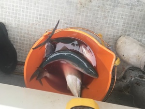 シーモンキー 釣果