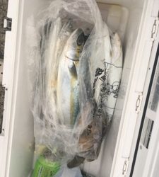 シーモンキー 釣果