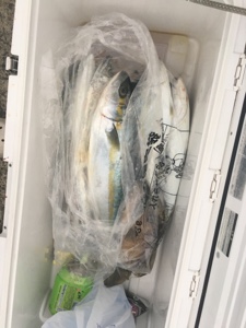 シーモンキー 釣果