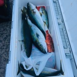 シーモンキー 釣果