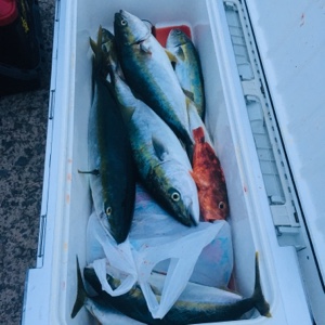 シーモンキー 釣果