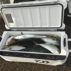 シーモンキー 釣果