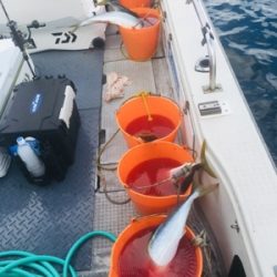 シーモンキー 釣果