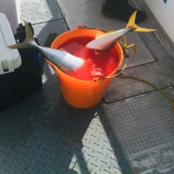 シーモンキー 釣果