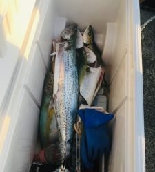 シーモンキー 釣果