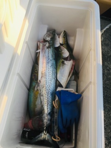 シーモンキー 釣果