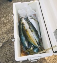 シーモンキー 釣果