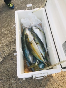 シーモンキー 釣果