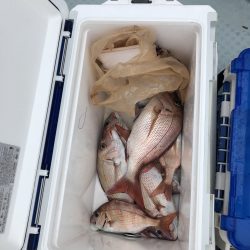 リトルワン 釣果