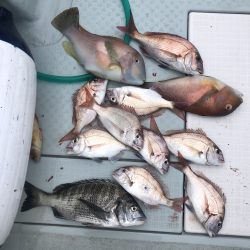 リトルワン 釣果