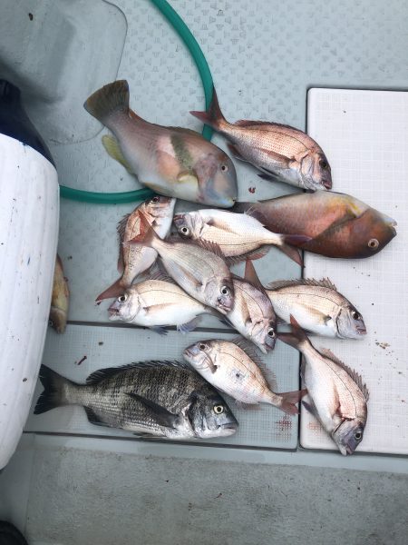 リトルワン 釣果