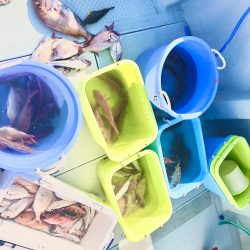 リトルワン 釣果