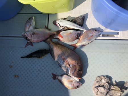 リトルワン 釣果