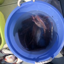 リトルワン 釣果