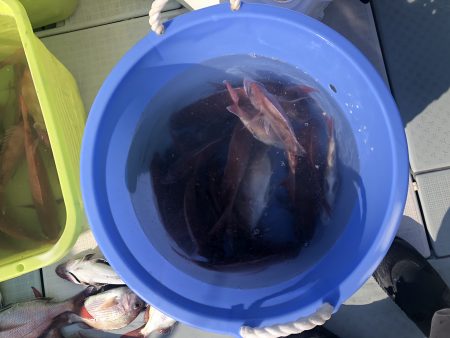 リトルワン 釣果