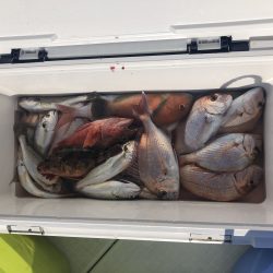 リトルワン 釣果