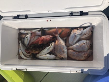 リトルワン 釣果