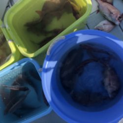 リトルワン 釣果