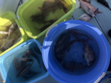 リトルワン 釣果