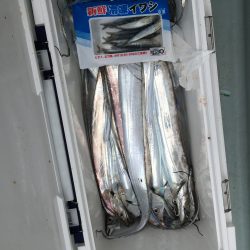 リトルワン 釣果