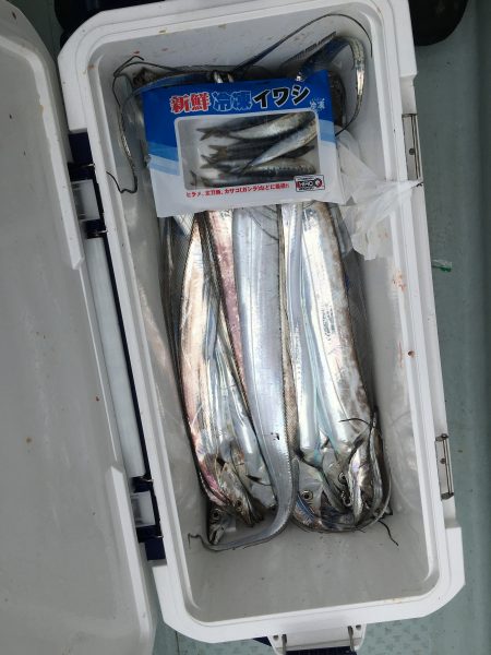 リトルワン 釣果