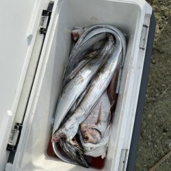 リトルワン 釣果