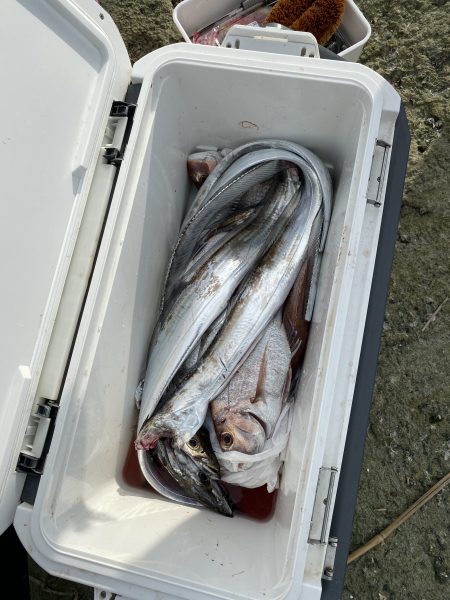 リトルワン 釣果