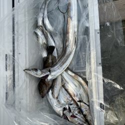 リトルワン 釣果