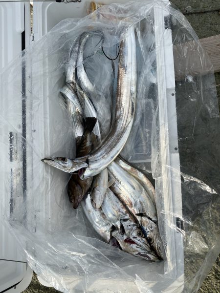 リトルワン 釣果