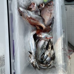 リトルワン 釣果