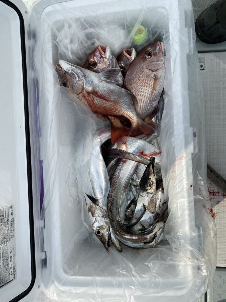 リトルワン 釣果