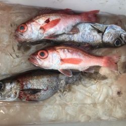 たいし丸 釣果