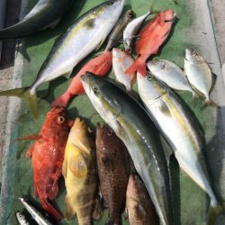 たいし丸 釣果