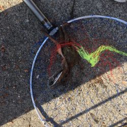 ジャックアイエースを持っていると釣りの楽しみ方が増える！　【ハヤブサ（Hayabusa）ジャックアイエース　インプレッション】